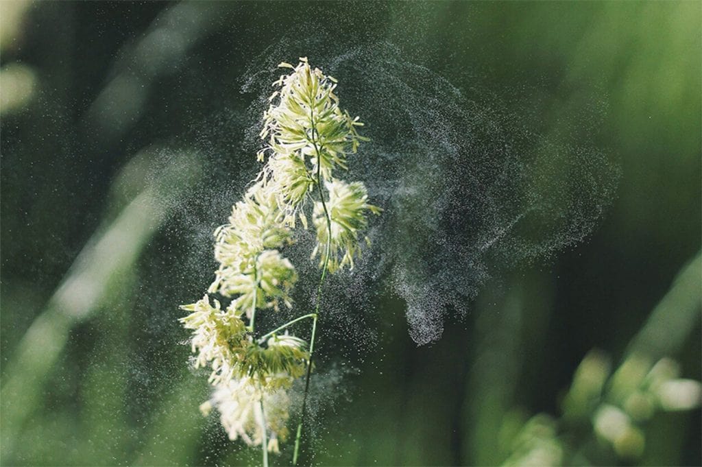 Pollen Allergy Symptoms, Types, Treatments BVAAC Dr. Paul Jantzi