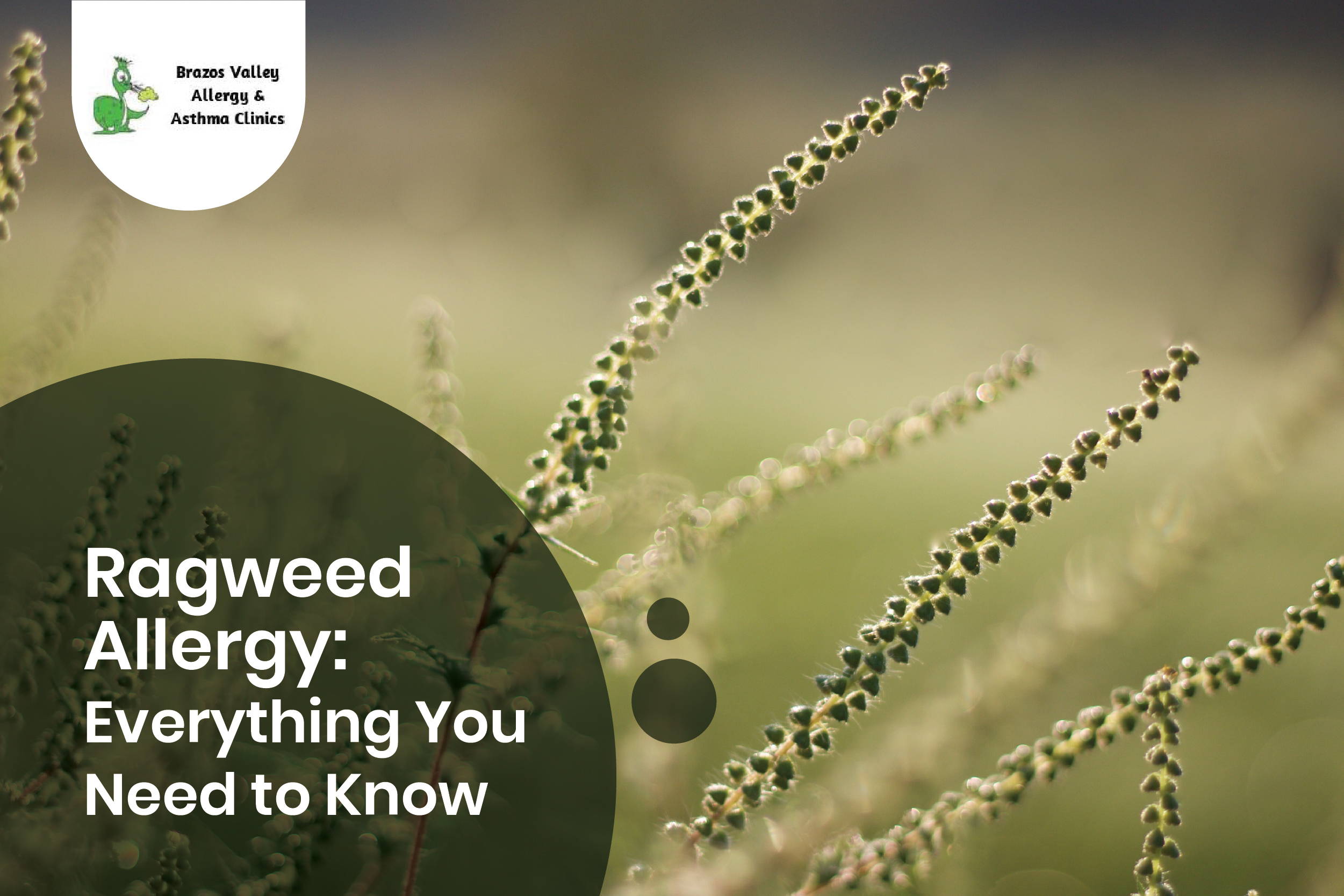 Ragweed Allergy Everything You Need to Know