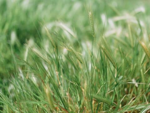 grass pollen allergy